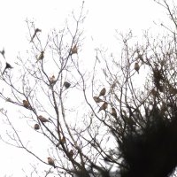 アトリ　冬の枯れ枝彩る小鳥　成田篤彦　【房総の草木虫魚】（３９０）