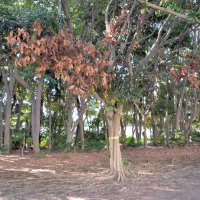 伝染病の樹木１０００本伐採へ　「ナラ枯れ」千葉県内で急拡大　“特効薬”なし、対応苦慮