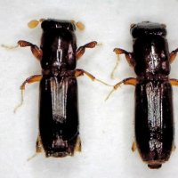 カシノナガキクイムシの雄（左）と雌（県森林課提供）
