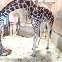 キリンの赤ちゃん誕生　節分生まれ「節子（せつこ）」　市原ぞうの国　千葉