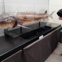 多彩な房総の魚紹介　千葉県内唯一２．１メートルカラチョウザメも　勝浦・海の博物館で企画展