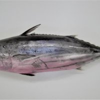 ２０１０年に勝浦漁港で水揚げされた腹全体がピンク色をしたカツオの写真
