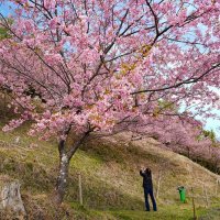 川沿いや山に春到来　いすみで「布施千本桜まつり」