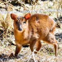 列車との衝突が問題となっているキョン