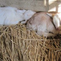 【速報】崖の上のポニョが出産　双子のママに　佐倉草ぶえの丘、急斜面に居着いたヤギ　名前募集中