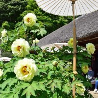 見頃を迎えた茂原牡丹園＝１９日、茂原市