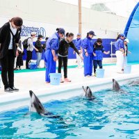 イルカの生態知ろう　鴨川シーワールド　レクチャーや給餌体験