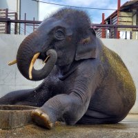 「繁殖の要」雄ゾウ舎整備へ　目標３０００万円、ＣＦ開始　市原ぞうの国