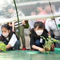 大きくおいしく育ってね　富里小児童、スイカ苗植え