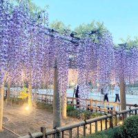 暗くなり始めた境内でライトアップされたフジの花＝銚子市