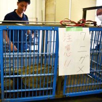 【動画あり】用水路にワニガメ　甲羅５５センチ、危険な特定動物　職員が捕獲　多古