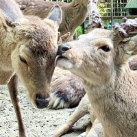 【速報】香取神宮のシカ１頭行方不明　扉の鍵開けられたか　飼育団体、情報求める