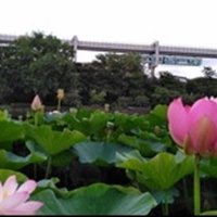 世界最古の花・大賀ハス　弥生時代に想像広がる　【千葉地理学会連載　おもしろ半島ちばの地理再発見】