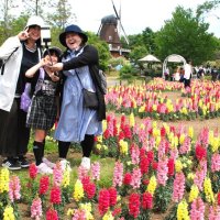 キンギョソウ花迷路満喫　新緑もお出迎え　船橋・アンデルセン公園