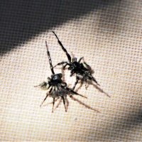 前足を広げて相手を威嚇するフンチ