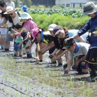 矢切耕地で田植え体験　１４０人、農業の大切さ知る　松戸