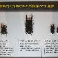 トピックス展で紹介されているカブトムシなどの標本
