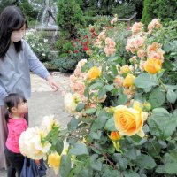 鮮やかバラ７００本、はや満開　市川・里見公園で　１３日に「ローズフェア」