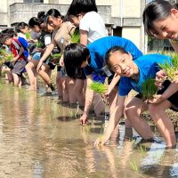 冷たい泥の感触に歓声　市原　牛久小児童が田植え体験
