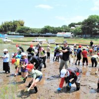 青空の下泥んこ田植え　船橋・高根小、地元農家と