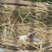 コウノトリ２羽ふ化　野田市の繁殖施設　１１年連続