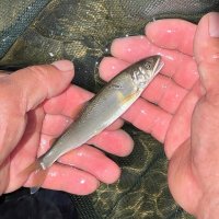 釣り上げたアユの成長具合を確認した
