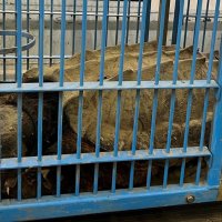 多古町常磐地区の用水路で捕獲されたワニガメ＝３１日、同町役場