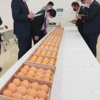 「房州びわ」皇室献上　珠玉の大粒勢ぞろい、穂積さん生産の品天皇陛下へ　南房総市で選果式