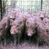 【動画あり】千葉市内でイノシシ急増　箱わなで一度に１５匹捕獲　住宅地でも目撃情報　近づかないよう呼びかけ