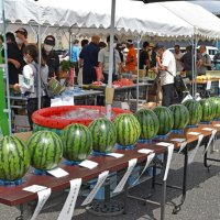 品評会で優秀な成績を収めた大玉スイカが並ぶＪＡ千葉みらいの「グリーンすいか祭り」＝２４日、八街市