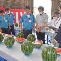 旬の大玉スイカ並ぶ　八街、４年ぶり品評会　「グリーンすいか祭り」も開催