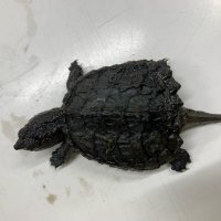 海神川で見つかった子どものカミツキガメ（船橋市環境政策課提供）
