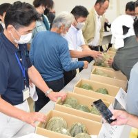 甘～い銚子メロン旬到来！　出荷規格チェック