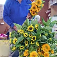ブランドヒマワリ出荷ピーク　父の日前に、千葉の館山・西岬地区