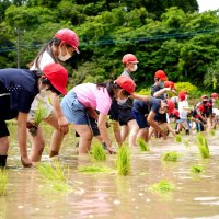 有機米の田植えをする小学生＝昨年５月、いすみ市