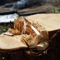 所有者に無断で立木８本伐採　賠償金２５５万円支払いへ　芝山町、技師を懲戒処分