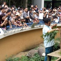 ブーム当時は、風太の立ち姿を一目見ようと多くの来園客が訪れた（千葉市動物公園提供）