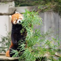 繁殖貢献、家族は８０匹　絶滅危惧種、身近な存在へ　「種の保存考える契機に」　【千葉市動物公園の“立”役者　レッサーパンダ風太２０歳】（中）