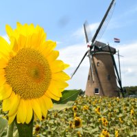 黄色の花　風車と共演　２３日まで「ひまわりガーデン」佐倉　ゴッホちなみ「ビンセント」