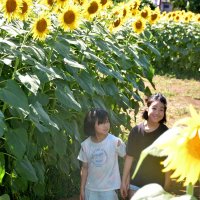 迷路のようなヒマワリ畑を歩く子どもたち＝２４日午後、成田市