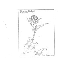 ミゾソバ＝畠山忠史氏　鉛筆で描いた謄写版（１９７４年、コスモス千葉通信No．２１）
