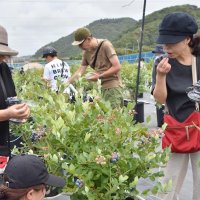 摘み取る楽しさ体感を　鋸南にブルーベリー農園誕生　元町職員宇部さん整備