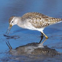 タカブシギ　褐色の背に白紋がさえる　【房総の草木虫魚】（４０４）