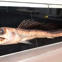 夏休み自由研究にいかが　キンメ場の魚に焦点　パネル・標本で３０種紹介　勝浦・海の博物館