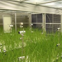 千葉大の植物工場で栽培されているイネ（千葉大提供）（共同）
