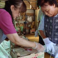 「姉崎いちじく」の荷造り作業を進める相川さん一家
