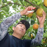 「ながいき梨」引き継ぐ　会社員から転身喜び実感　一宮町で新規就農　会田容一郞さん（４１）＝茂原市在住　【千葉県誕生１５０年　ミライのちば人】
