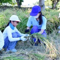 １４０人、農科生と充実体験　茂原樟陽高で児童稲刈り
