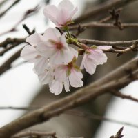 「秋桜」コスモスでなく…　サクラ各地で季節外れの開花　成田・佐倉