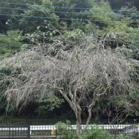 季節外れの花を咲かせたシダレザクラ＝４日、佐倉市
